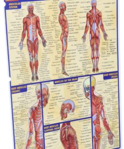 Muscular System (Quick Study Academic) 9 91LBzY5wIxL