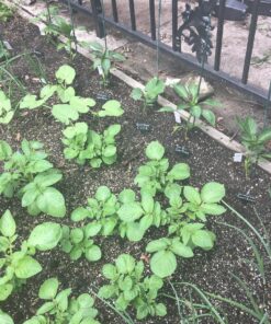 Prudance® 50pcs T Tag Plant Markers - Premium Nursery Garden Labels - Black 33 91LOsbyHfWL