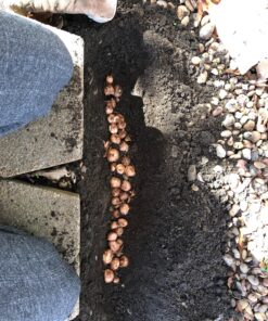 Power Planter Bulb & Bedding Black Auger Bit (3"x7") with 3/8" Non-Slip Hex Drive for Bulb Planting and Gardening Equipment for Grass and The Lawn, Mixing Paint, Earth Auger for Home Projects 27 91LRlXjecCL