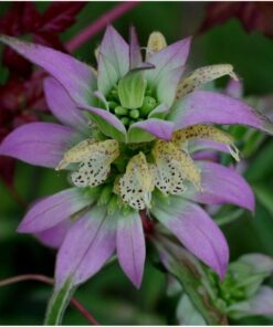 Seed Needs, Bee Balm Seed Packet Collection (3 Individual Varieties of Seed for Planting) Non-GMO & Untreated 17 91LXT7byv2L 1