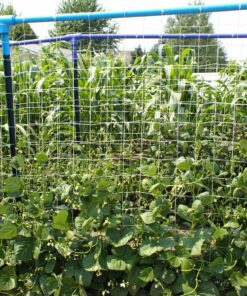 Hydrofarm HGN30S Flexible String, 5' x 30', Trellis Netting, 3.5" Mesh, White 5' x 30' Trellis Netting 3.5" Mesh, woven 16 91Llu8DQkeL