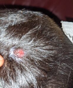 Healing Solutions 10ml Oils - Thuja Essential Oil - 0.33 Fluid Ounces 0.33 Fl Oz (Pack of 1) 23 91LmKgBOAL