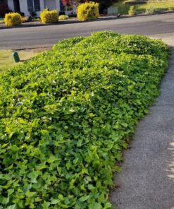 Fiskars Square Garden Spade Shovel - 46" - Steel Flat Shovel with D-Handle - Garden Tool for Digging, Lawn Edging, Pruning - Heavy Duty Weed Puller Tool - Black/Orange 31 91LpXmKBOKL