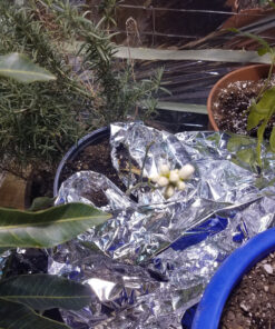 Jobe’s Organics 09226NA Granular Plant Food Fruit & Citrus, 4lbs, Brown 37 91M 7ACgXcL