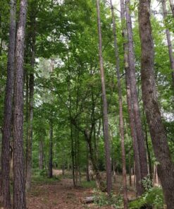 Rotary 12581 Razor Max Brushcutter Blade Replaces, Jm777 8 91M1bpkFsFL