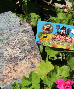 Alternative view of NaturesGoodGuys 1500 Live Ladybugs - Good Bugs- Ladybugs - Guaranteed Live Delivery!