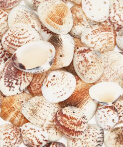 PH PandaHall 40-50Pcs 24-29mm Tiny Scallop Sea Shells Ocean Beach Clam Seashells Craft Charms for Necklace Jewelry Candle DIY Craft Making, Home Decoration, Party Wedding Decor, Fish Tank Vase Filler 30~35mm, 1.5mm Hole Mixed Colors 9 91MNIPw1RJL
