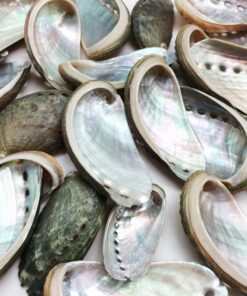 PEPPERLONELY 25 PC Natural Green Donkey Ear Abalone Sea Shells, 2 Inch ~ 3 Inch 1#. 2" ~ 3 " 6 91MdxiiYz4L