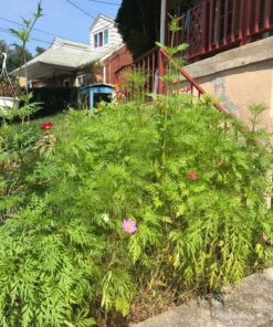 Eden Brothers Northeast Wildflower Mixed Seeds for Planting, 1/4 lb, 120,000+ Seeds with Cosmos, Candytuft, Shasta Daisy | Attracts Pollinators, Plant in Spring or Fall, Zones 3, 4, 5, 6, 7, 8, 9, 10 1/4 Pound 41 91N Nd1WHDL