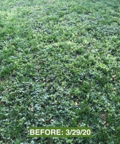 Scotts Turf Builder Weed & Feed3, Weed Killer Plus Lawn Fertilizer, Controls Dandelion and Clover, 5,000 sq. ft., 14.29 lbs. 5,000 sq. ft. Weed and Feed 55 91N TcRlHwL