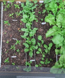 Heirloom Seeds for Planting Vegetables and Fruits - Survival Essentials 135 Variety Seed Vault - Medicinal Herb Seeds - Grow Healthy Non-GMO Food 57 91N0 HbeQBL