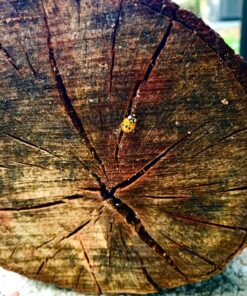 STANLEY FATMAX Hand Saw, 15-Inch (20-045) 27 91N4py3re2L