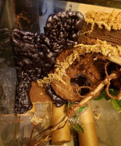 Great Stuff 283064 12OZ GS Pond&Stone Foam Sealant, Each, Black Pond & Stone 44 91NAn pKKL