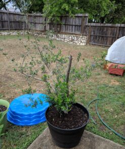 Plant Covers Freeze Protection 0.9oz 8Ft x 24Ft Rectangle Plant Cover for Cold Protection,Season Extension 37 91NB9kDo5L