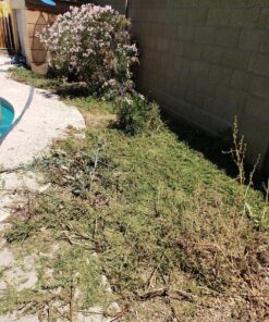 BLACK+DECKER 20V MAX Cordless String Trimmer, 2 in 1 Trimmer and Edger, 12 Inch, Battery Included (LST300) 20V String Trimmer Kit 39 91NDWxxZXvL