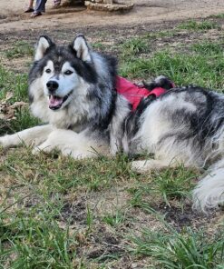 Dog Comb for Removes Tangles and Knots - Cat Comb for Removing Matted Fur - Grooming Tool with Stainless Steel Teeth and Non-Slip Grip Handle - Best Pet Hair Comb for Home Grooming Kit - Ebook Guide 32 91NFMWwmA6L