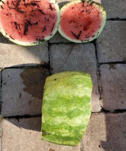 Siwode Michonne's Katana Walking Dead 40-Inchs The zombie biohazard symbol AND T10 Clay_tempered steel 49 91NSDxTXecL