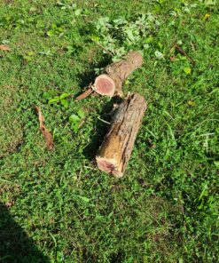 BLACK+DECKER 20V MAX Chainsaw Kit, Cordless, 10 inch, Tool-Free Chain Tensioning, Oil Lubrication System, Battery and Charger Included (LCS1020) 20V Chainsaw Kit 47 91NWayvHrKL