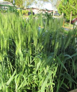 Hard Red Winter Wheat Berries | 5 LBS | Family Farmed in Washington State | Non-GMO Project Verified | 100% Non-Irradiated | Certified Kosher Parve | Field Traced | Burlap Bag 5 Pound (Pack of 1) 45 91NiuW qtxL