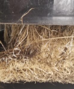 Humboldts Secret Plant Enzymes – Best Plant and Root Enzymes – 7000 Active Units of Enzyme per Milliliter – Quality Plant Food and Plant Fertilizer – Highly Concentrated – 16 Ounce 19 91NtFCZ3qcL