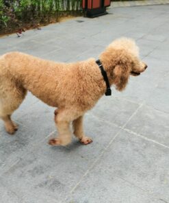 New Digital Pet Collar Cam Camera DVR Video Recorder 16 91O20WUS5vL