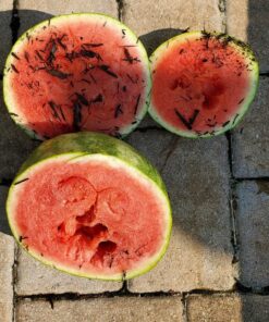 Siwode Michonne's Katana Walking Dead 40-Inchs The zombie biohazard symbol AND T10 Clay_tempered steel 50 91O4zTT5d0L