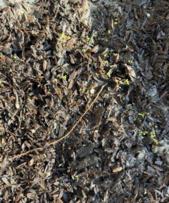 8,000 Foxglove Mix Seeds (Digitalis Purpurea) - by Seeds2Go 11 91OEIe9tFgL