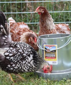 Miller 9112 12lb. Galvanized Hanging Poultry Feeder 12 lb 12 91OH5W9wMzL