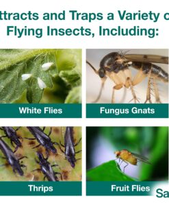 Safer Brand 5026 Houseplant Sticky Stake Insect Traps for Indoor Plants - Controls Fungus Gnats, Whiteflies, Midges, Thrips, Fruit Flies, and Black Flies - 1 Pack, 7 Traps 22 91OWEx0SpL