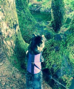 FLEXI New Classic Retractable Dog Leash (Cord), 26 ft, Small, Black Small Cord, 26-Feet 13 91Ovit8bWHL