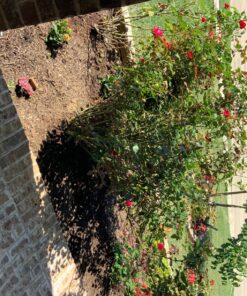 Maxicrop Liquid Seaweed (Kelp Extract, 32 Oz 36 91OyRq92NTL