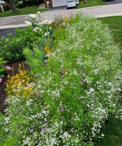 Eden Brothers All Perennial Wildflower Mixed Seeds for Planting, 1/4 lb, 120,000+ Seeds with Lupine, Shasta Daisy | Attracts Pollinators, Plant in Spring or Fall, Zones 3, 4, 5, 6, 7, 8, 9, 10 1/4 Pound 47 91OzEJmC6CL