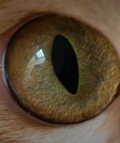 Nikon AF-S VR Micro-NIKKOR 105mm f/2.8G IF-ED Lens Lens Only 49 91PBbtYZgPL