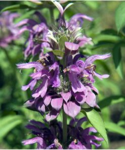 Seed Needs, Bee Balm Seed Packet Collection (3 Individual Varieties of Seed for Planting) Non-GMO & Untreated 16 91PGqxUFhQL 1