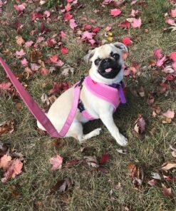 VETRISCIENCE Laboratories Vetri Mega Probiotic and Prebiotic for Dogs and Cats, 120 Capsules - Digestive Relief - Easy to Give Capsules - GI Support 30 91PHvfq2QCL