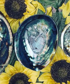 Premium Polished Abalone Shell, Large, 5-6 inches, with Wooden Stand, for Smudging, Cleansing, Home Decor, Gift Box. 100% Natural Colour - Sustainably Sourced by Ocean Shell Studios New Zealand 5-6" Polished Shell + Stand 19 91PIWkwuQBL