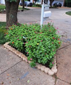 Outsidepride Zinnia Elegans Lilliput Heat & Drought Tolerant Garden Cut Flower Mix - 1000 Seeds Lilliput Mix 61 91PIfLC7mL
