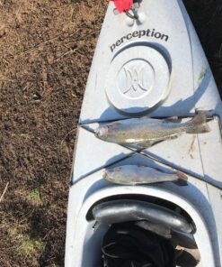 Eagle Claw Pack-It Telescopic Spinning Rod, Yellow, 5-Feet 6-Inch 24 91PIpxNwONL