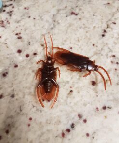 Cooplay 20PCS - Fake Roaches Prank - Cockroach Bugs Look Real Black Red 27 91PxhoXjRcL