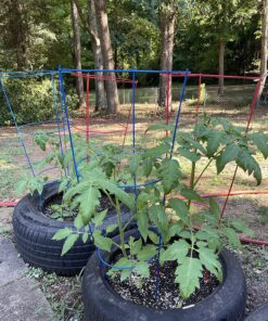 Burpee SteakHouse Hybrid Non-GMO Large Beefsteak Garden Produces Giant 3 LB Fresh Tomatoes | Vegetable Planting, 25 Seeds 42 91QSwWTPNUL