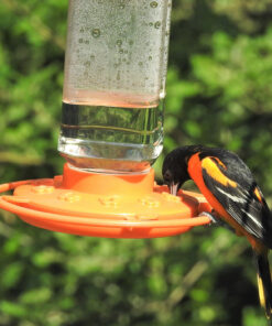 First Nature 3088 32-ounce Oriole Feeder 23 91QUhWJ0XGL