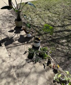 AgroMagen, GrowSafe Bio-Pesticide For Spider, Organic Natural Miticide, Fungicide and Insecticide, (8.5 fl.oz.) 8.5 Fl Oz (Pack of 1) 39 91QZWDSQ6L