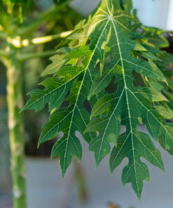 Sony 55mm F1.8 Sonnar T FE ZA Full Frame Prime Lens - Fixed Base 66 91QZcaa FJL