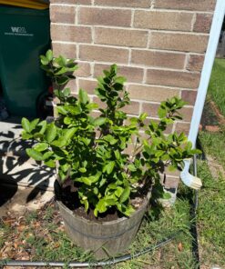 Jobe’s Organics 09226NA Granular Plant Food Fruit & Citrus, 4lbs, Brown 50 91Qb26enC3L