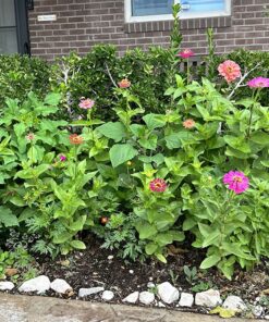 Hummingbird Nectar Wildflower Seeds Bulk Open-Pollinated Wildflower Seed Mix Packet, Non-GMO, No Fillers, Annual, Perennial Wildflower Seeds Year Round Planting - 1 oz 104 91QbT9RHIhL