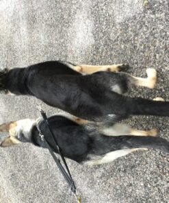 Leashboss Extra Long Double Dog Leash Coupler for Large Dogs - 16-28 Inches - Adjustable 1 Inch Heavy Duty Nylon Leash Splitter for Large Dogs (1 Inch Wide x 16-28 Inches, Black) 16-28 Inch 30 91Qm0ycZtlL