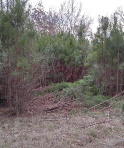 8" x 80T 8-Inch 80 Tooth Carbide Tip Circular Saw Brush Cutter Trimmer Weed Eater Blade (2 Pack) 47 91Qznb6qNZL