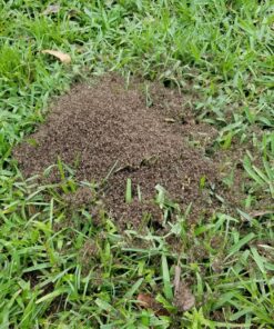 Mosquito Magnet MM3300B Executive Mosquito Trap and Killer - Protect Up to 1 Acre - Attract, Trap and Kill Mosquitoes and Other Flying Insects 31 91R7mqQrBlL