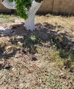 BLACK+DECKER 20V MAX Cordless String Trimmer, 2 in 1 Trimmer and Edger, 12 Inch, Battery Included (LST300) 20V String Trimmer Kit 40 91RDpmK4S L