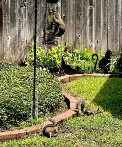 Wagner's 62012 Southern Regional Blend Wild Bird Food, 20-Pound Bag 34 91RHDUbm5jL